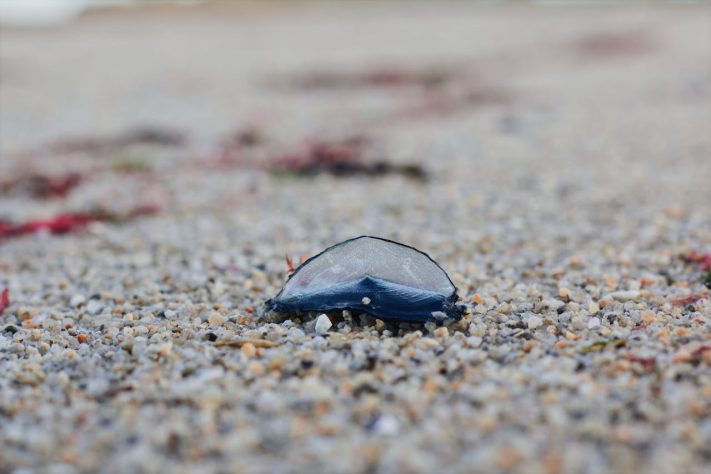Velella velella, criaturas marinhas gelatinosas invadem praias da Califórnia, nos Estados Unidos - Pexels/Maël BALLAND