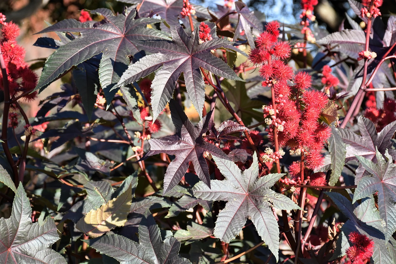 Entre as espécies mais perigosas do local está a Ricinus communis, conhecida como mamona, considerada pelo Guinness Book a planta mais venenosa do mundo por produzir a ricina, toxina extremamente letal. Em contrapartida, suas sementes também dão origem ao óleo de rícino, utilizado há séculos em produtos medicinais, industriais e cosméticos. 