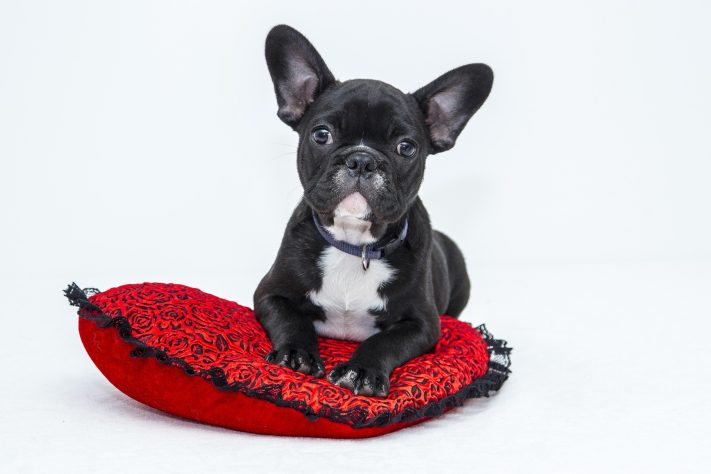 Cachorro Buldogue francês - Ilona Krijgsman/Pixabay