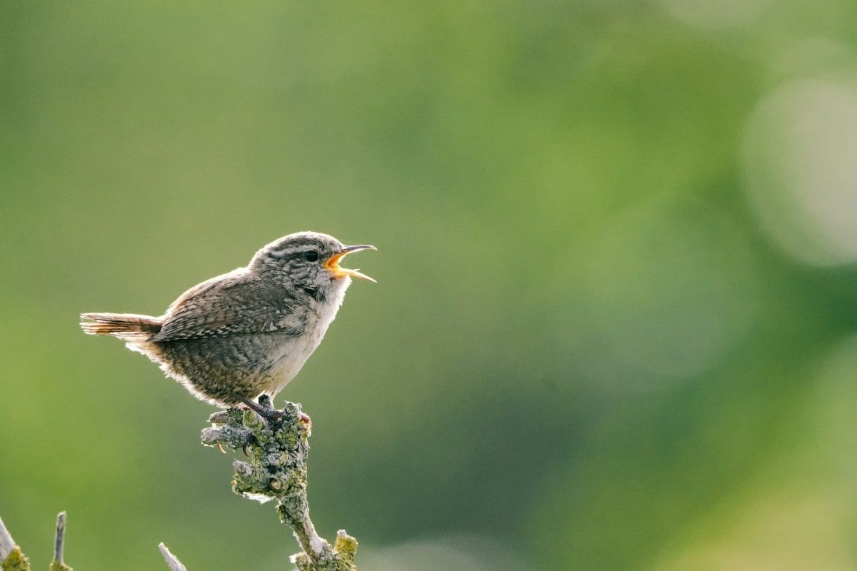 Uma pesquisa publicada em 2022 na revista Scientific Reports analisou mais de 1.300 participantes e concluiu que pessoas que ouviram ou observaram aves apresentaram melhora significativa no estado emocional. O resultado positivo apareceu de forma mais duradoura até mesmo quando comparado aos efeitos percebidos em indivíduos que passaram um período em praias, parques ou áreas verdes.