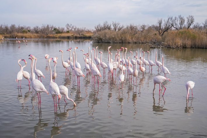 Flamingos de Camargue, França – © Giles Laurent, gileslaurent.com, License CC BY-SA