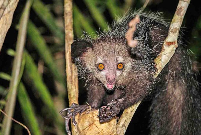 Estranho primata de Madagascar, aie-aie tem dedos longos com lenda de “maldição”