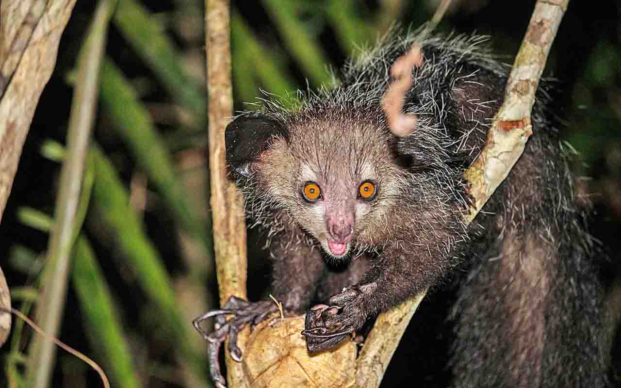 Com aparência peculiar e hábitos noturnos, o Aie-Aie é um primata exclusivo de Madagascar que desperta curiosidade. Embora seu visual assustador cause medo em quem o encontra, ele não oferece perigo aos humanos. Conhecer esse animal raro é mergulhar em um universo de mistérios e descobertas fascinantes. -  (crédito: Simon Murgatroyd/Wikimédia Commons)