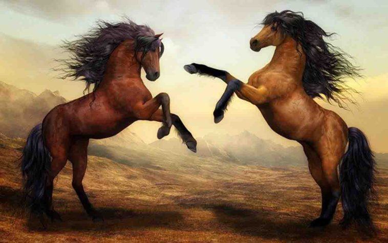 incríveis raças de cavalo 