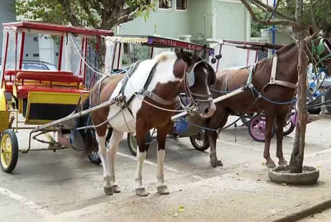 Após 125 anos, charretes puxadas a cavalo deixam de circular em Poços de Caldas