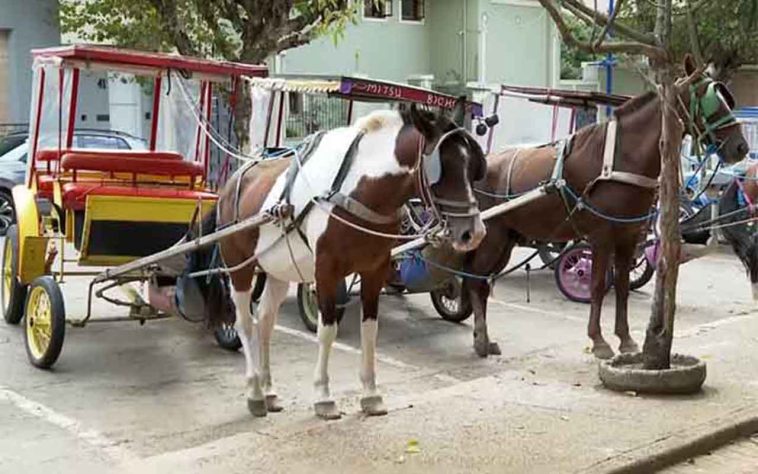 Poços de Caldas encerra serviço de charretes a cavalo