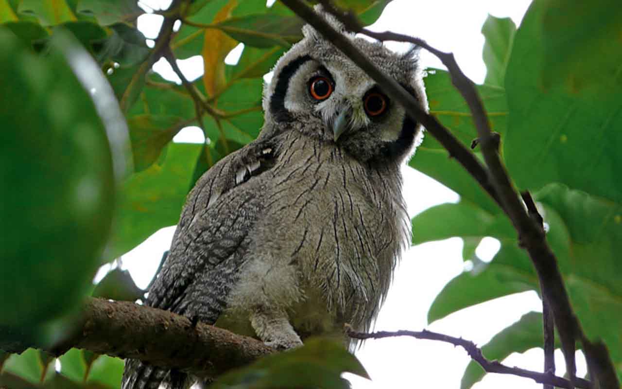 Corujas são aves que despertam curiosidade e fascínio no imaginário popular. Misteriosas e associadas a diferentes simbolismos culturais, chamam atenção pelos hábitos noturnos, pela aparência e pela importância ecológica. -  (crédito:  Imagem de Mark Jordahl por Pixabay)