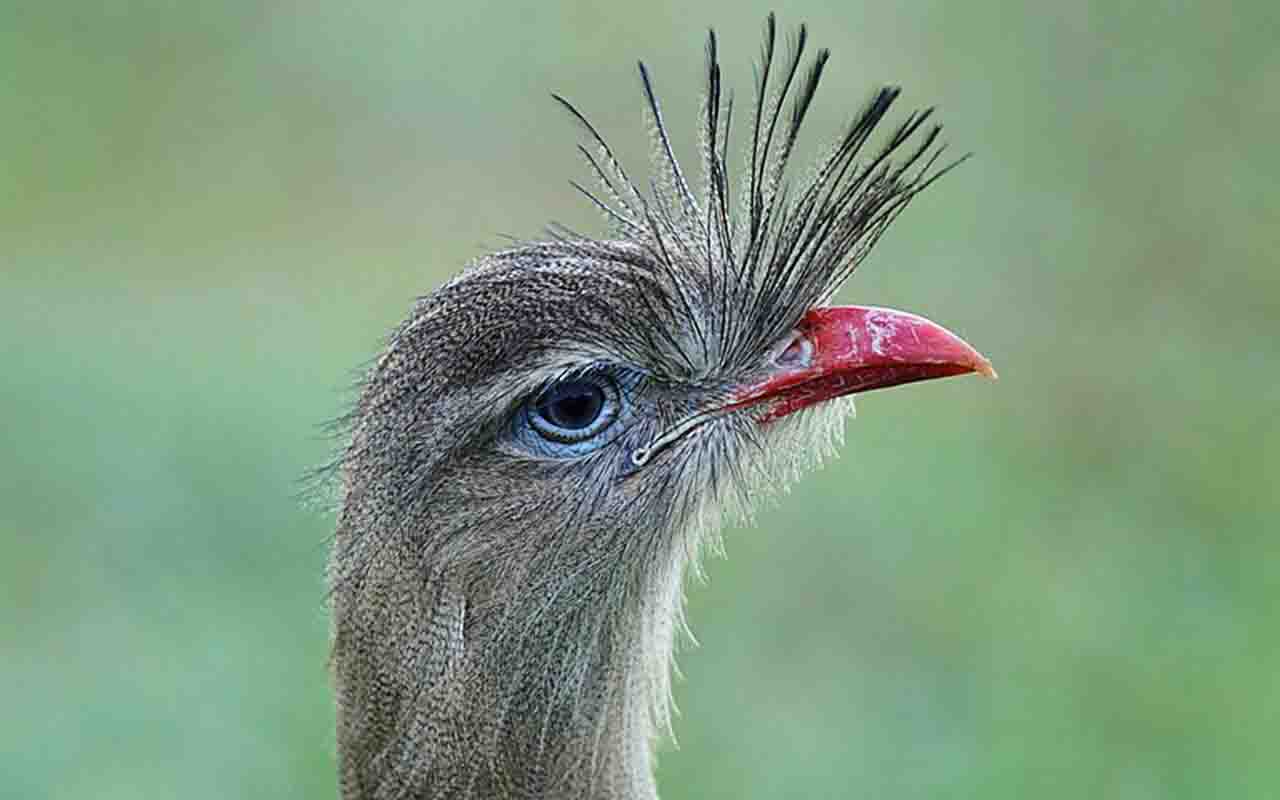As cristas surgem em diferentes espécies do reino animal e podem exercer funções variadas. Em muitos casos, ajudam na comunicação, na defesa territorial ou até mesmo na atração de parceiros durante a reprodução. -  (crédito: Daniel S. Katz/ wikimedia commons)