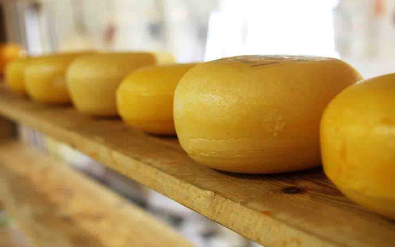 O queijo é produzido há mais de sete mil anos e surgiu como forma de conservar o leite. Ao longo do tempo, surgiram inúmeros tipos, diferenciados por métodos de preparo, maturação e características de sabor, textura e aroma. -  (crédito:  PublicDomainPictures por Pixabay)