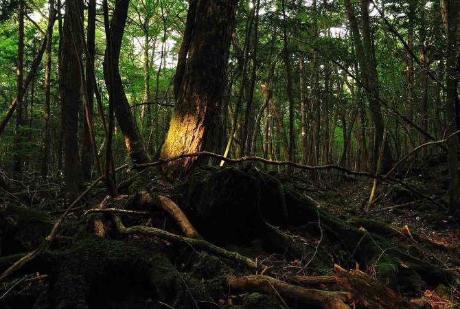 Silêncio arrepiante, frio e ‘vestígios’: Floresta Aokigahara, no Japão, é cercada de lendas e mistérios