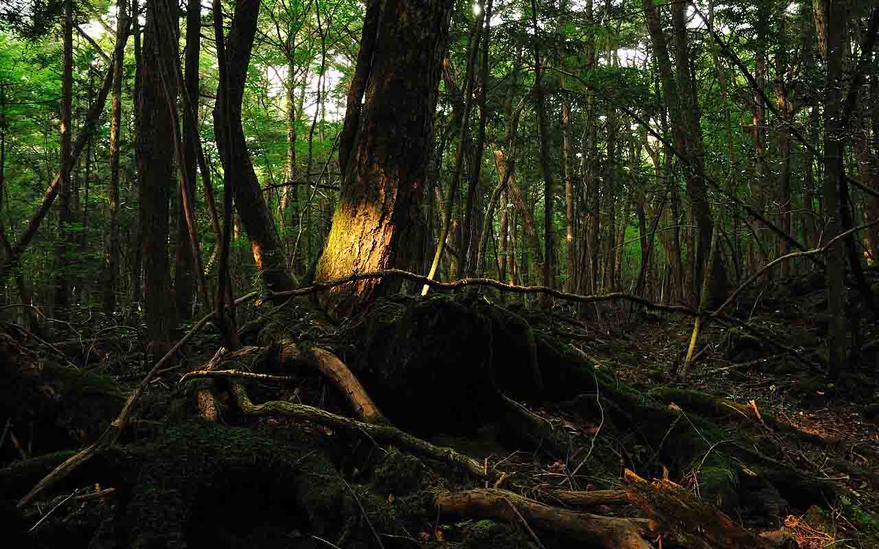 Conhecida popularmente como "Jukai" (“Mar de Árvores”, em português), a Floresta Aokigahara - Floresta Aokigahara, situada na base noroeste do monte Fuji, no Japão - Ajari /Wikimédia Commons