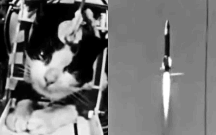 Em 18 de outubro 1963, a França enviou ao espaço uma gata de rua chamada Félicette - Reprodução