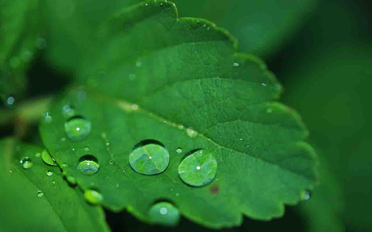 O orvalho é a umidade que se condensa em forma de gotas sobre superfícies frias, especialmente durante a noite. Ele surge quando a temperatura do solo cai abaixo do ponto de orvalho do ar. O fenômeno ocorre principalmente nas madrugadas e primeiras horas da manhã, sendo mais comum em noites claras e sem vento, que favorecem o resfriamento do solo. -  (crédito:  Pixabay)