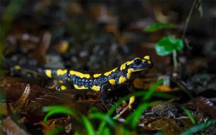Salamandra-de-fogo