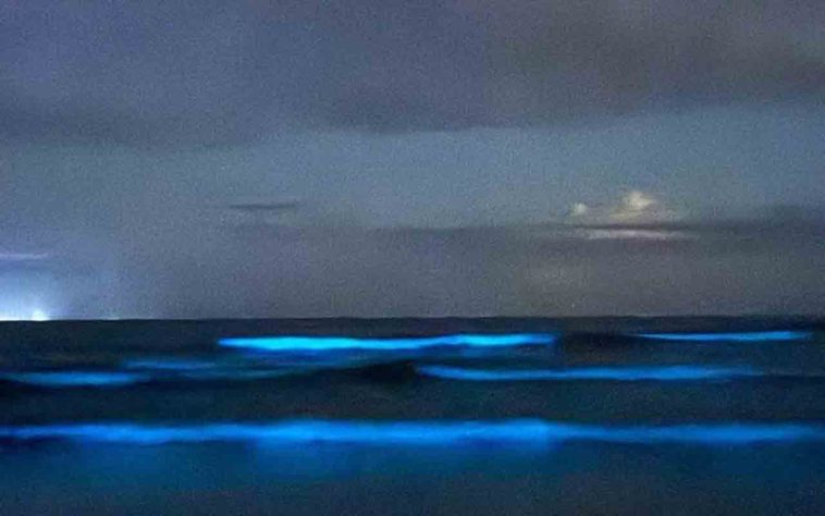 Mar Iluminado - bioluminescência