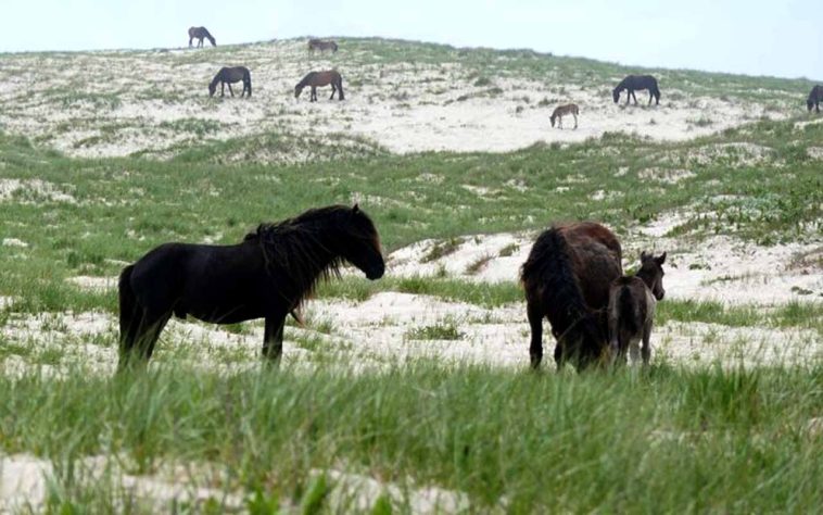 Cavalos selvagens na Ilha Sable, Nova Escócia - Wikimedia Commons/Paul Gierszewski