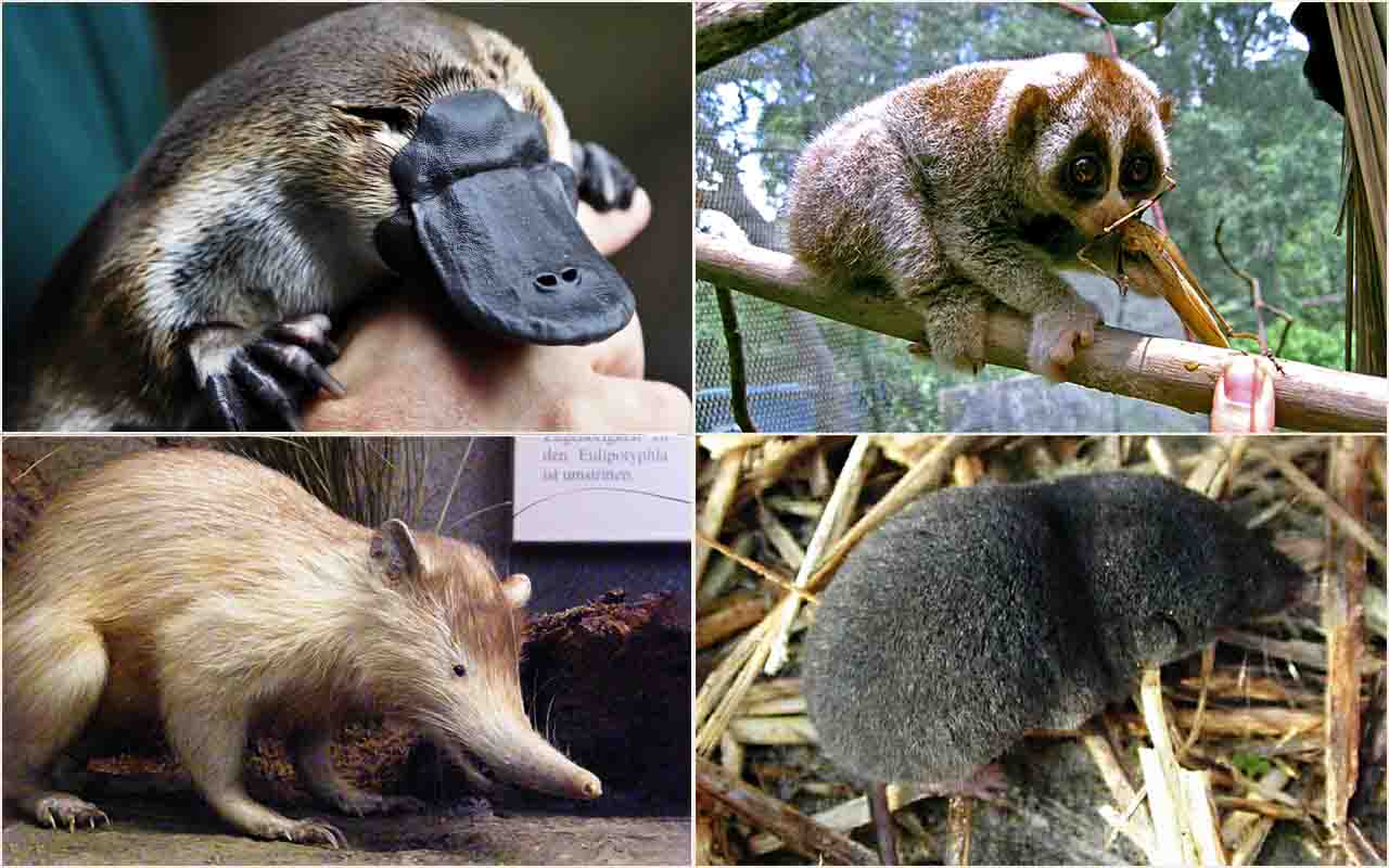 Uma das curiosidades do mundo animal é o veneno de certas espécies de mamíferos. São apenas quatro na natureza: o musaranho, o lóris, o almiqui e o ornitorrinco. Animais curiosos. Veja só! -  (crédito:  Montagem Flipar com fotos Wikimédia Commons e Reprodução do Youtube)