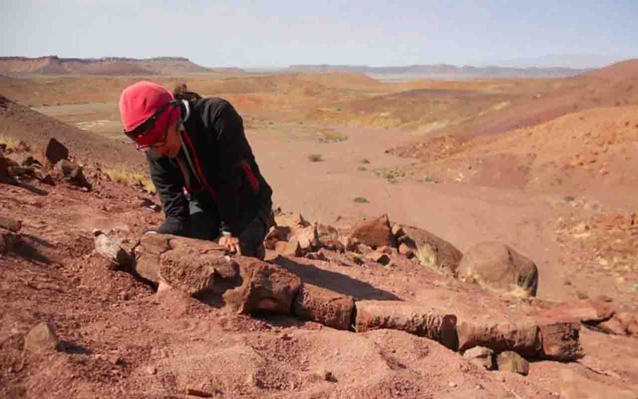 Um fóssil que foi descoberto na Namíbia revelou mais detalhes de um predador que viveu há 288 milhões de anos.
Os vestígios são de uma Gaiasia jennyae, uma espécie de salamandra gigante que habitava parte do extremo sul do supercontinente conhecido como Gondwana.  -  (crédito: Roger M.H. Smith/Divulgação)