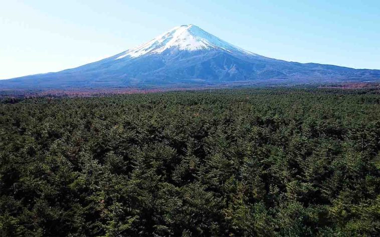 O crescimento compacto das árvores cria uma cobertura espessa que reduz a incidência de luz em diversos pontos da floresta - Floresta Aokigahara, situada na base noroeste do monte Fuji, no Japão - Reprodução do Video by ochii_kai from Pixabay