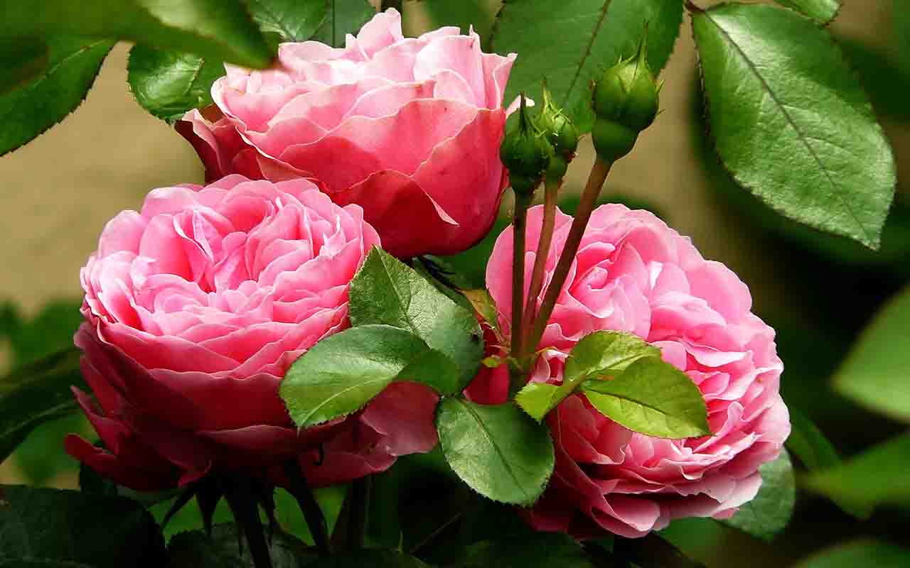 Sua origem está ligada à Ásia, mas hoje é cultivada em todos os continentes. Rosas selvagens ainda crescem espontaneamente em algumas regiões de clima temperado.