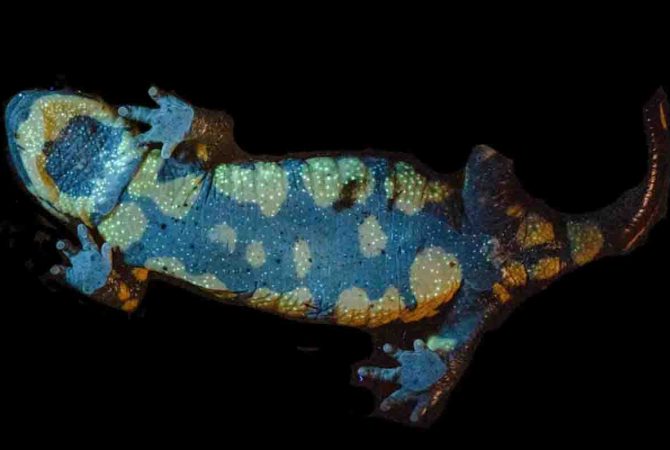 Salamandra-de-fogo: animal surpreende cientistas com brilho fluorescente