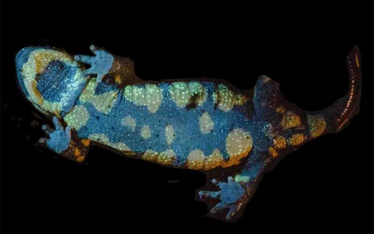 Salamandra-de-fogo