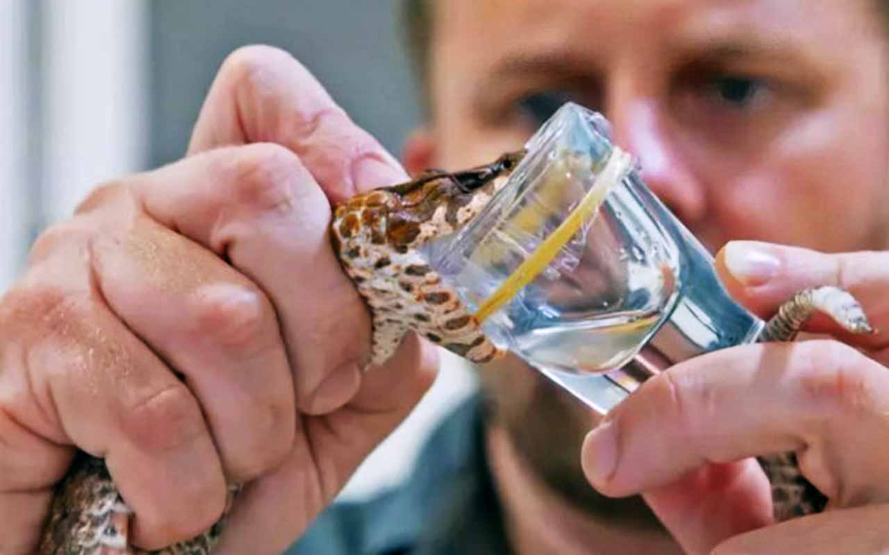 Uma víbora-da-morte foi encontrada no Australian Reptile Park, um parque situado na Austrália, e surpreendeu porque possui três presas venenosas, algo nunca registrado nessa espécie. A descoberta dessa mutação rara ocorreu durante a extração de veneno, uma ação que faz parte do programa de produção de antídotos. As 3 presas ampliam o poder de envenenamento. -  (crédito: Divulgação Reptile Park)