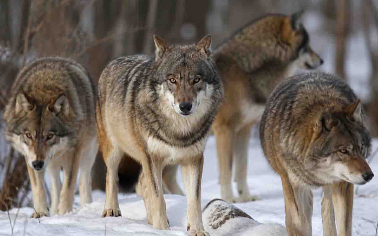 Na natureza, as lobas — fêmeas do lobo-cinzento — também carregam um simbolismo forte, mas baseado em comportamento real. Elas desempenham papel essencial dentro da alcateia, contribuindo para a organização e sobrevivência do grupo.