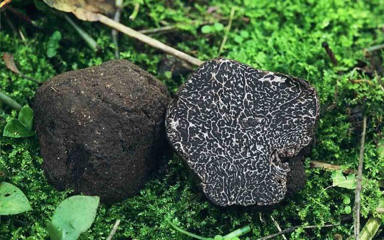 Trufas negras