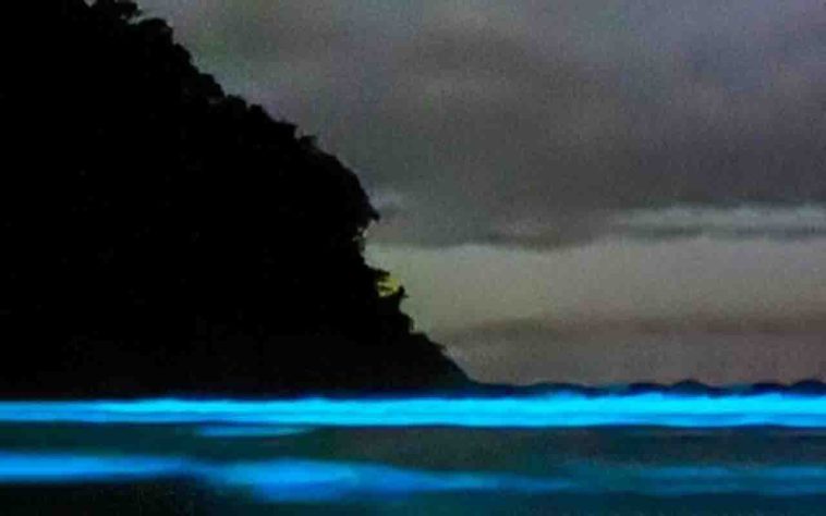 Mar Iluminado - bioluminescência