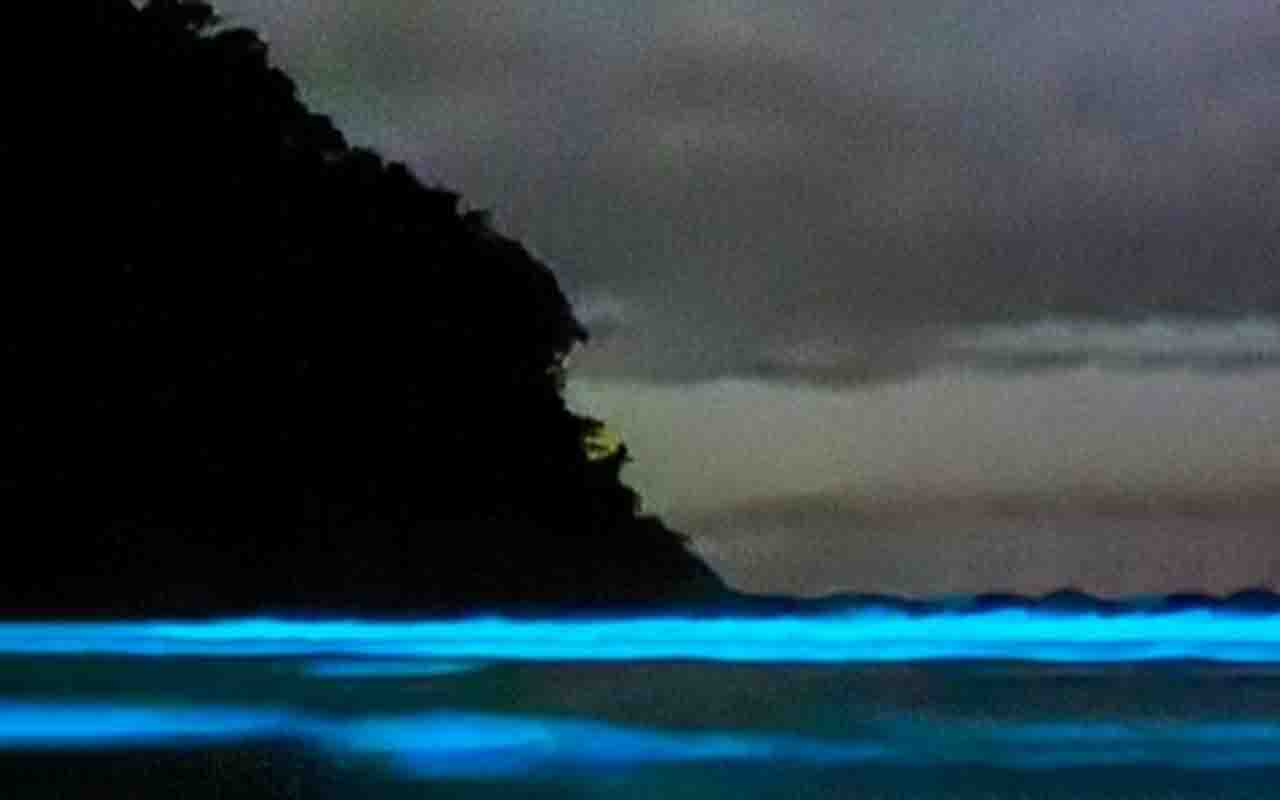 O fenômeno da bioluminescência já foi registrado em vários lugares pelo mundo. A bioluminescência é produzida por uma reação química natural em organismos vivos, como plânctons, águas-vivas, fungos e alguns peixes. 
 -  (crédito:  Reprodução Instagram @vidacaicara.uba)