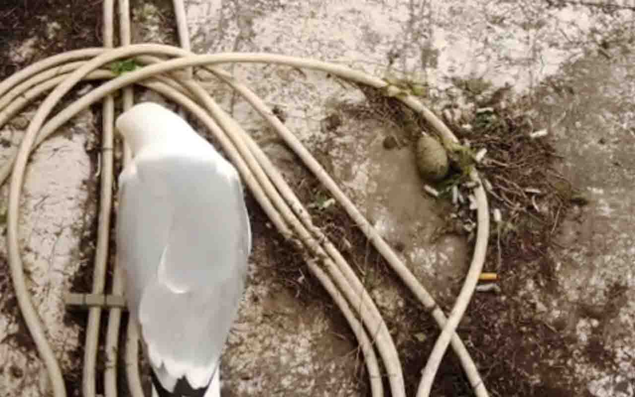 No experimento, cientistas analisaram ninhos de chapim azul e compararam três situações: ninhos naturais, esterilizados e com duas bitucas. Os filhotes que nasceram nos ninhos com tabaco apresentaram menos pulgas e carrapatos e melhores indicadores de saúde.