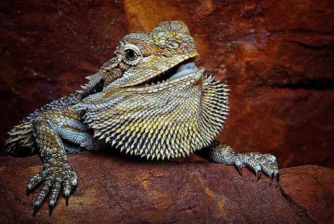 Animais se destacam com cristas chamativas que têm diferentes funções