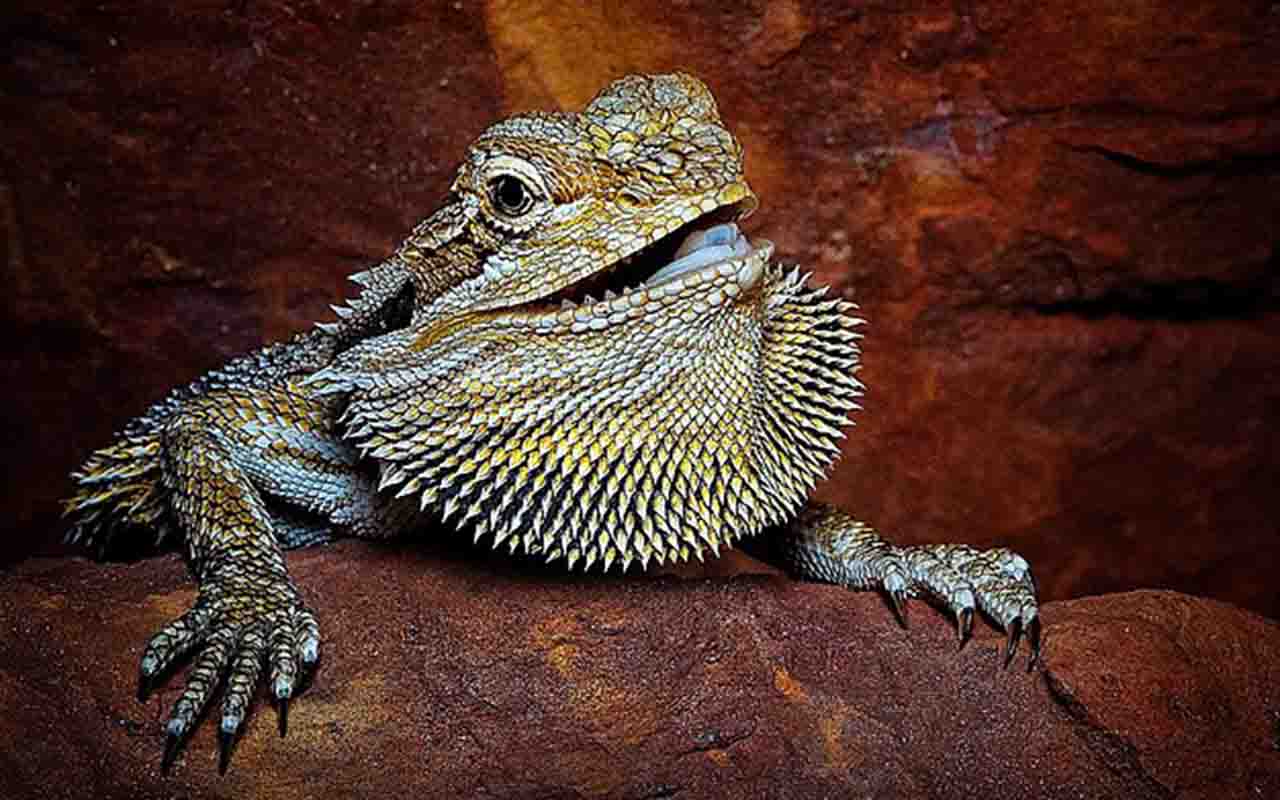 dragao barbudo (lagarto com crista) - Toni Segers - wikimedia commons
