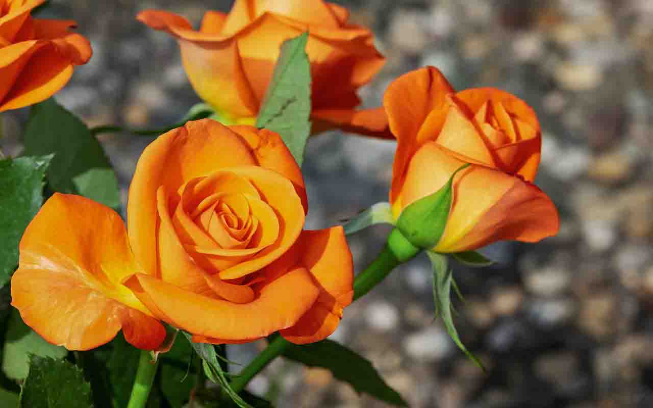 A rosa pertence ao gênero Rosa, da família Rosaceae, e existem centenas de espécies e milhares de variedades. Ela pode crescer em arbustos, trepadeiras ou até miniaturas em vasos.