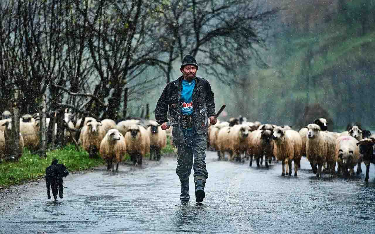 A vida rural segue ritmos antigos, com famílias subsistindo de forma quase auto-sustentável. A saber, no cultivo de pequenas propriedades e de seus alimentos, na produção de vinho de mesa e na criação de animais, inclusive para consumo. Tratores dividem espaço com carroças puxadas por cavalos, mostrando a convivência entre passado e presente. Essa autenticidade faz de Maramure? um símbolo da Romênia rural.

