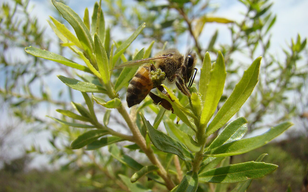 O própolis pode variar de cor, sabor e aroma de acordo com a planta de origem, e isso interfere em suas propriedades. No Brasil, o própolis verde está associado à planta alecrim-do-campo, e o vermelho às folhas e flores do cajueiro, que servem de alimento para as abelhas africanas. Já o própolis marrom é obtido de diferentes plantas, além de ser o tipo mais comum e utilizado.
