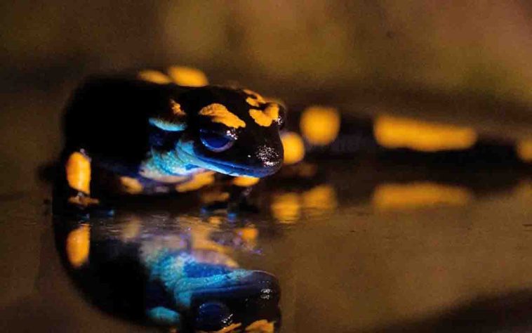 Salamandra-de-fogo