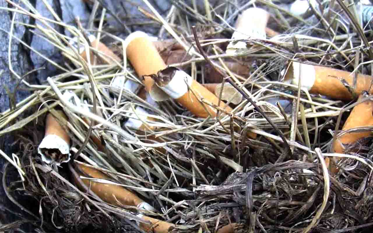 Pesquisa anterior da Universidade AutÃŽnoma do MÃ©xico tambÃ©m observou tentilhÃµes retirando fibras de cigarros para esse fim. Apesar dos benefÃ­cios contra parasitas, exames indicaram sinais de dano genÃ©tico nas aves, e os efeitos de longo prazo ainda permanecem incertos.