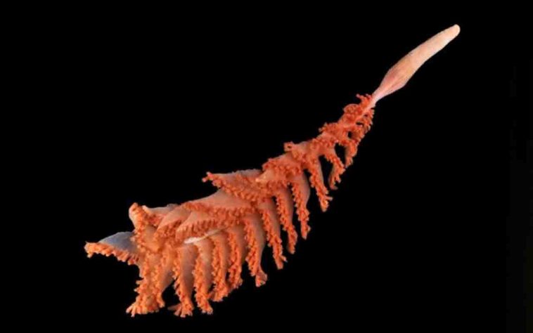 Nova espécie descoberta pelo projeto Censo dos Oceanos - Paul Satchell/The Nippon Foundation-Nekton Ocean Census/Schmidt Ocean Institute © 2025