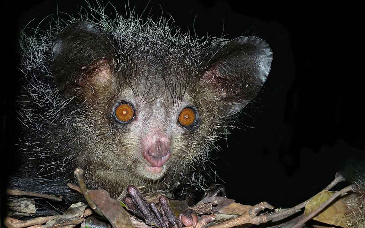 As mechas de pelos com pontas brancas na cabeça e nas costas chamam atenção. Assim, seu visual peculiar reforça a ideia de um animal misterioso e diferente de outros lêmures.