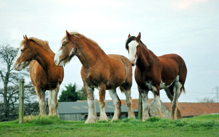 incríveis raças de cavalo 