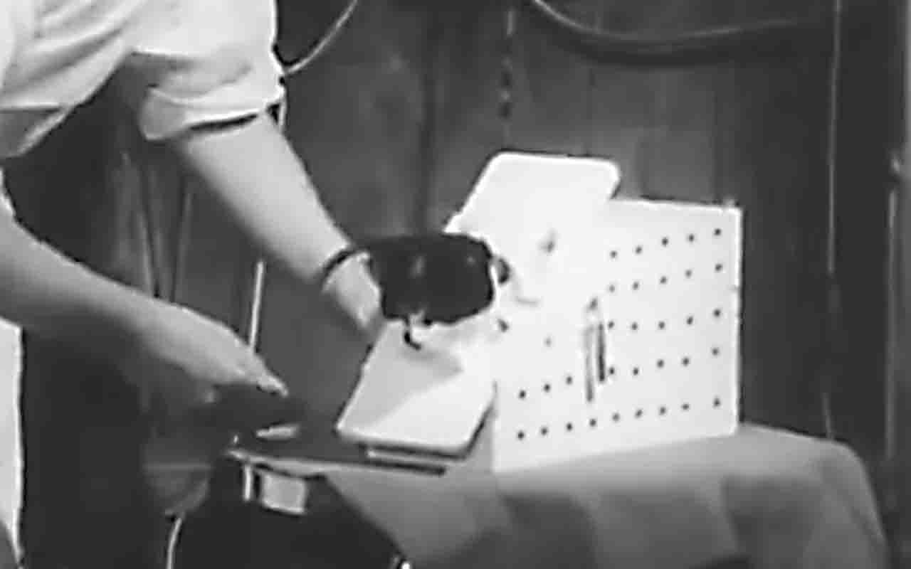 Ao retornar à Terra com vida, Félicette ganhou destaque imediato e passou a ser vista como símbolo de um avanço científico importante. Seu nome foi inspirado no personagem 