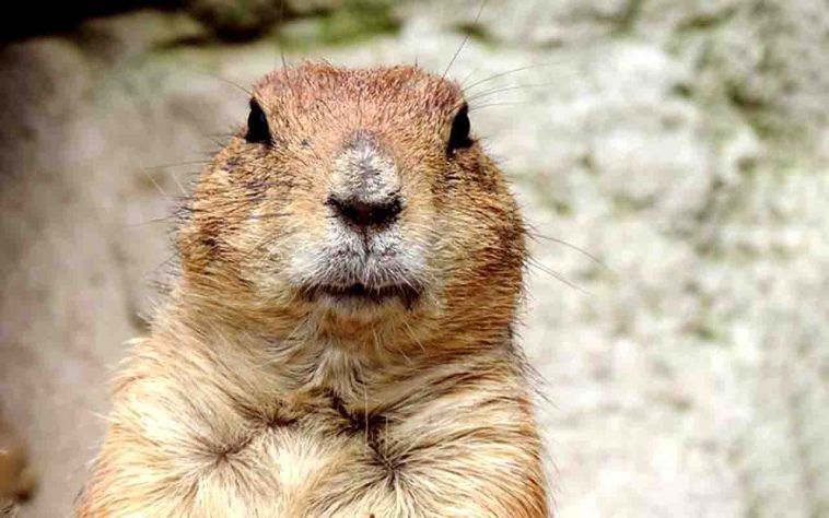 Marmota