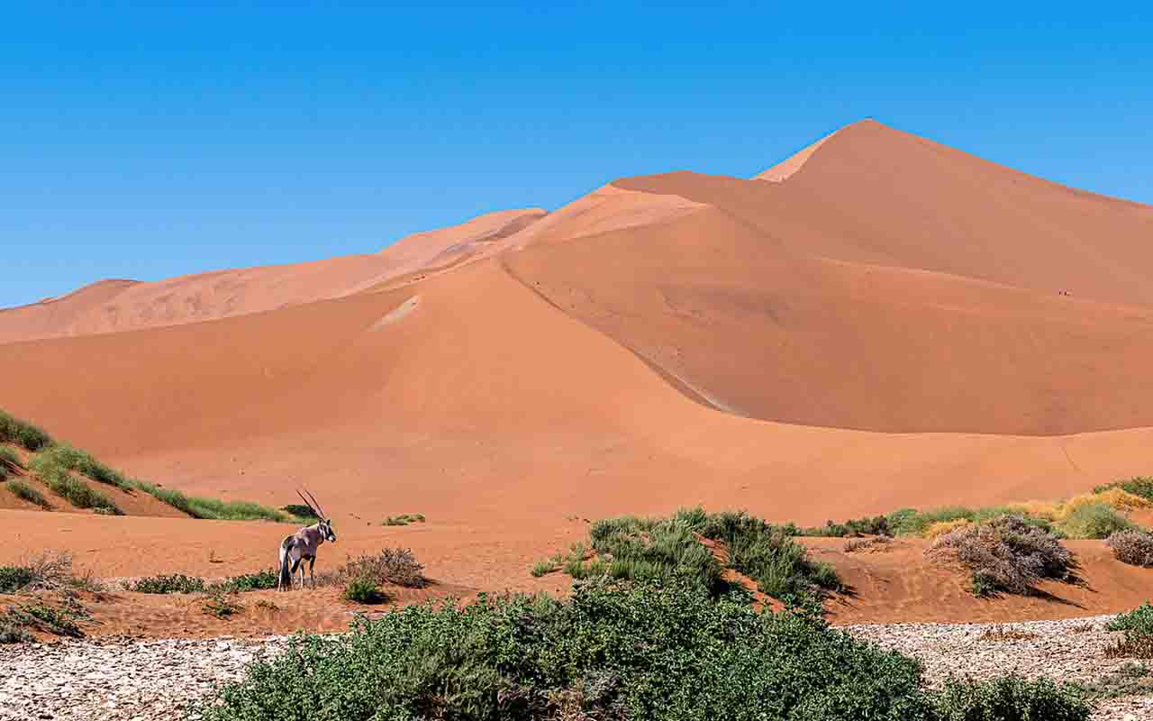 Entre todas as dunas, a Big Daddy é a mais famosa e desafiadora. Com mais de 350 metros de altura, é considerada a segunda maior do mundo. Subir sua encosta exige esforço, já que a cada passo dado, o pé afunda e retorna. No entanto, o esforço é recompensado pela vista panorâmica que revela a grandiosidade do deserto.
