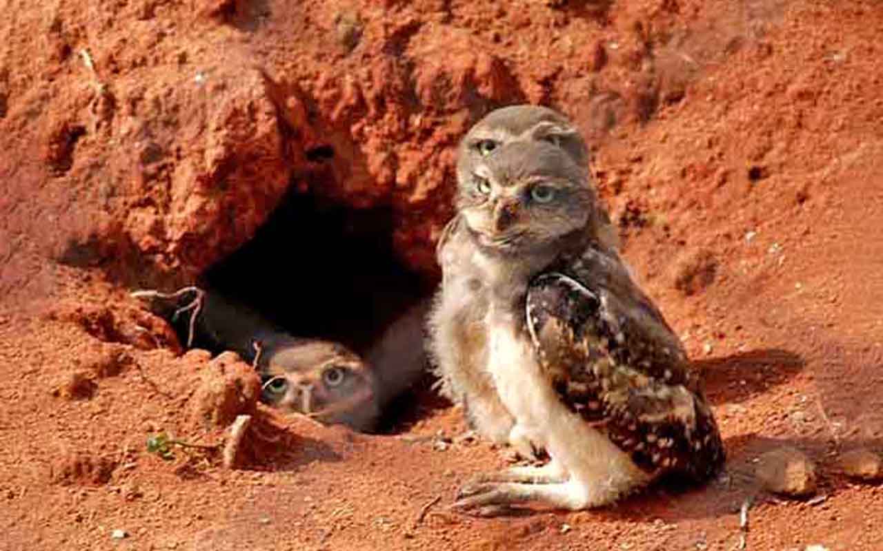 A variedade de ninhos mostra, aliás, como as aves se adaptam aos diferentes ambientes. Eles podem ser feitos com galhos, folhas, barro ou fibras e apresentam formatos diversos, garantindo proteção aos filhotes durante o período reprodutivo.