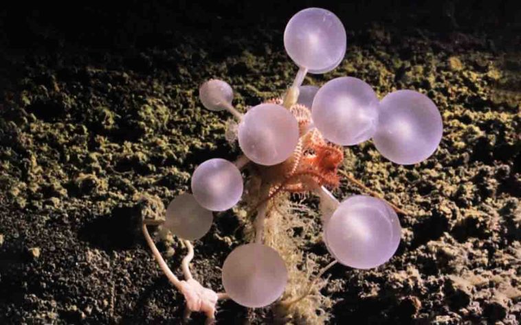 Esponja carnívora apelidada de Bola da Morte - The Nippon Foundation-Nekton Ocean Census Schmidt Ocean Institute © 2025