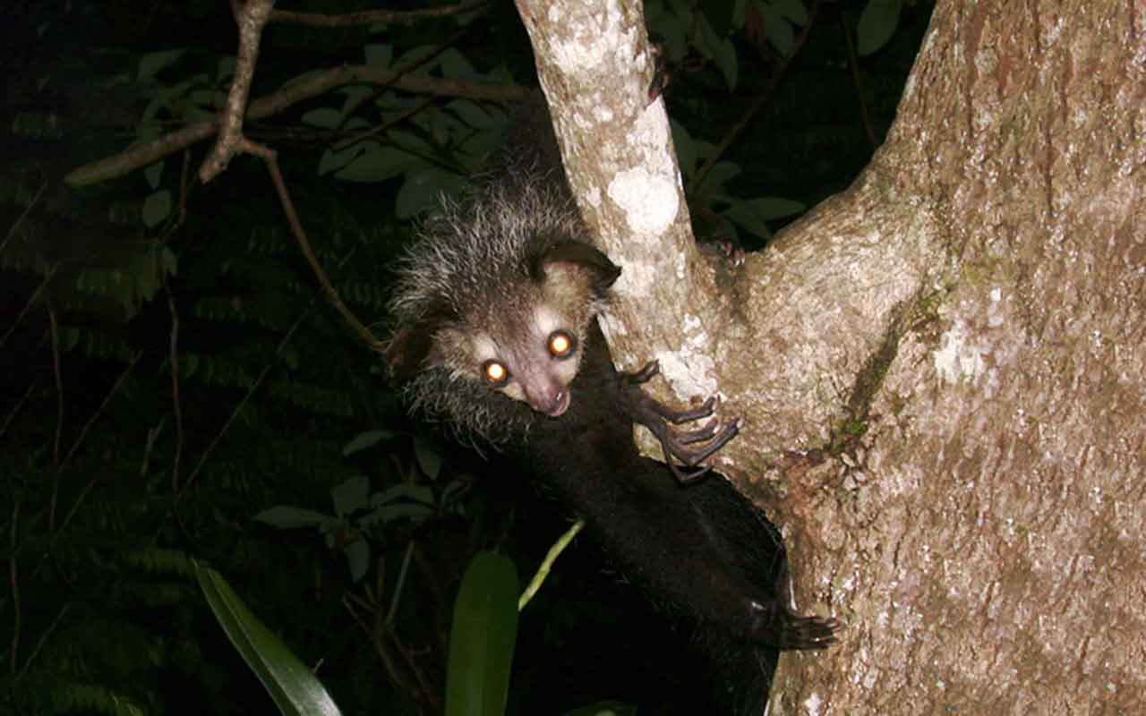 Os olhos grandes e esbugalhados são adaptados para enxergar no escuro. Dessa maneira, o Aie-Aie consegue explorar a floresta durante a noite com eficiência surpreendente.

&nbsp;

&nbsp;