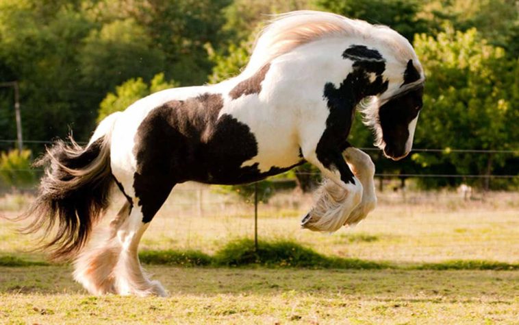 incríveis raças de cavalo 