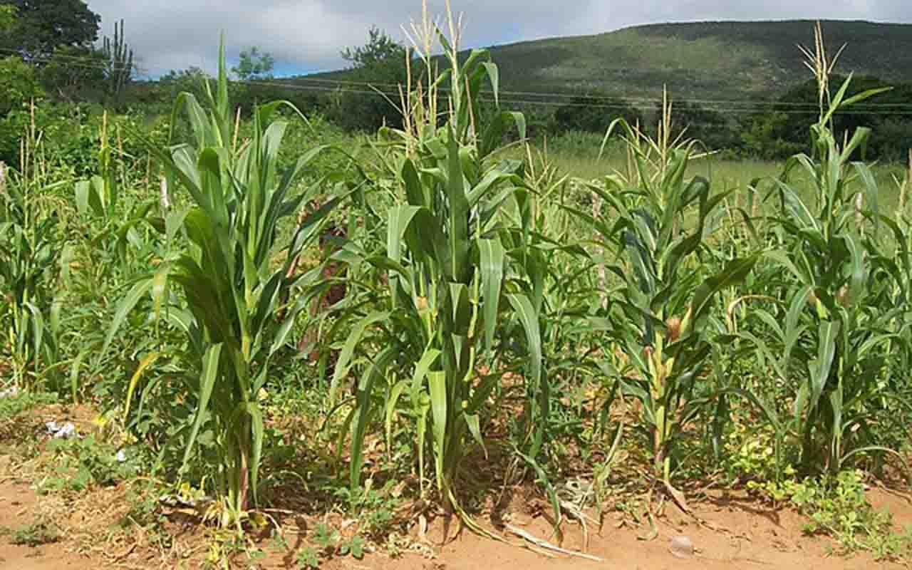 Essa é uma região predominantemente rural, com economia baseada na agropecuária, especialmente na criação de gado e no cultivo de soja, milho e outras culturas de grãos.